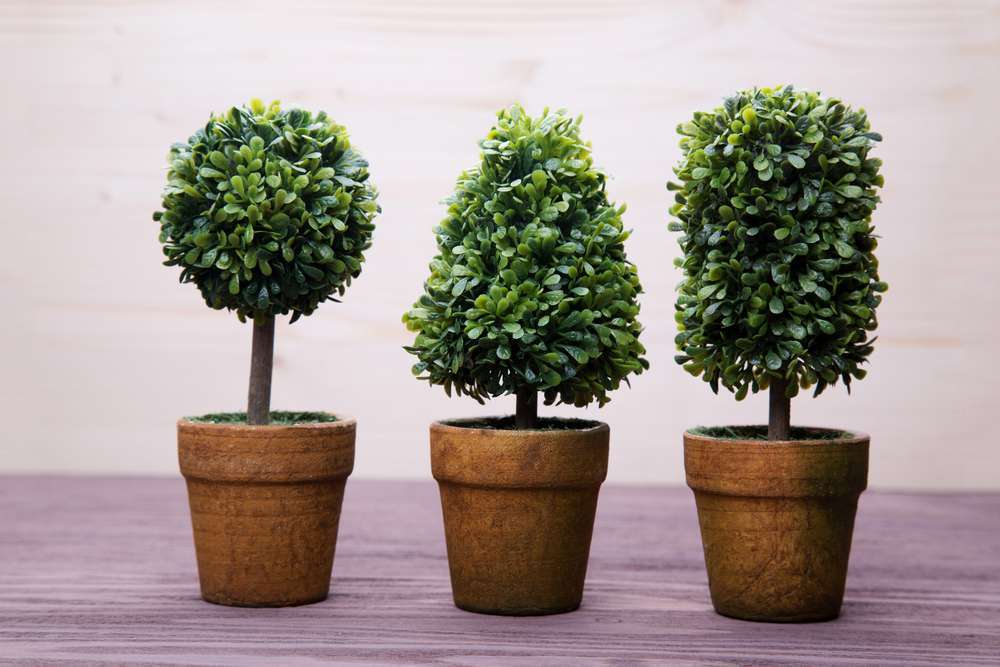 Miniature Potted Plants