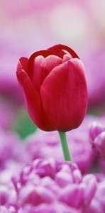 Original Rose