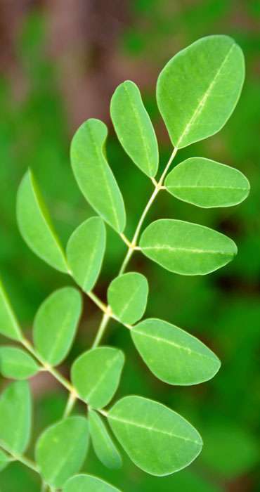 What is Moringa